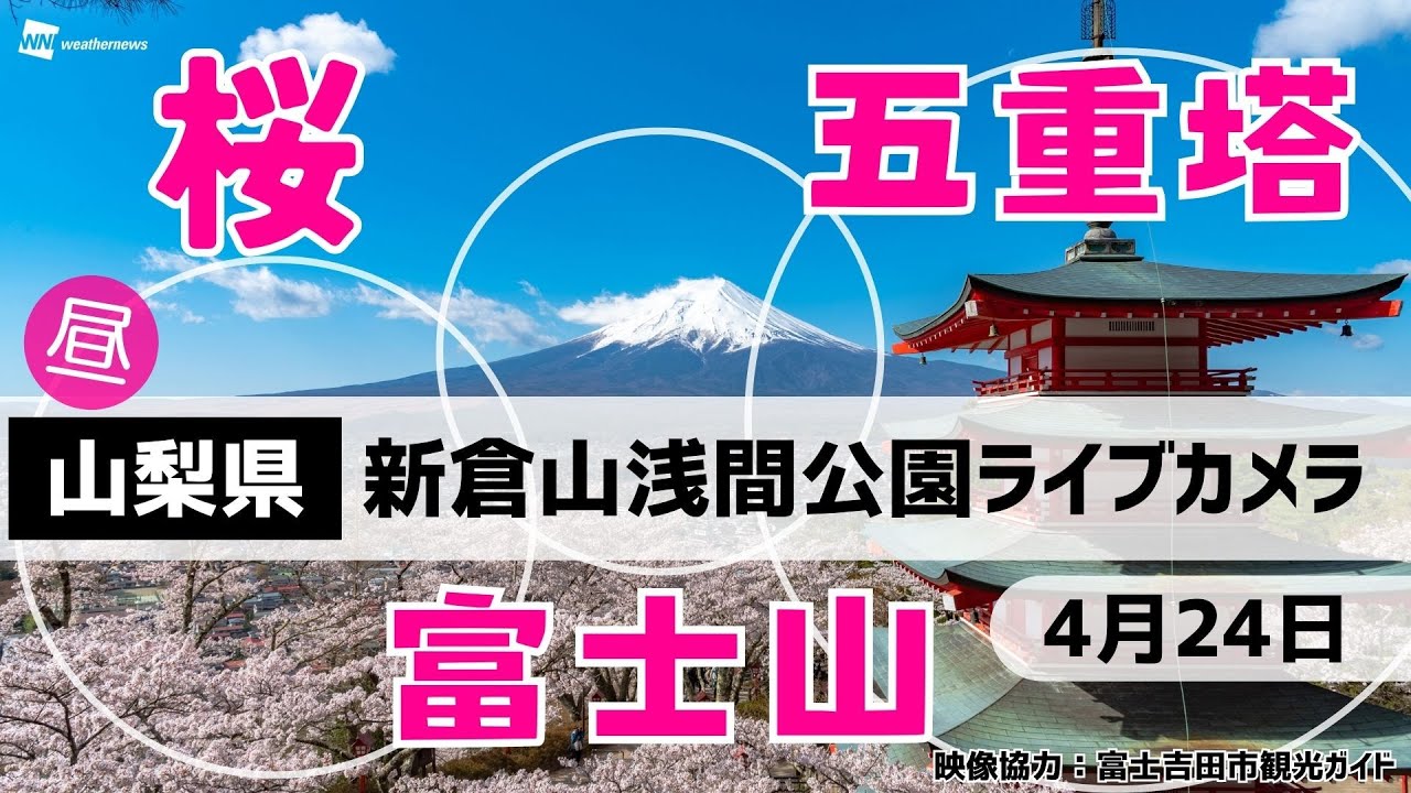 🌸富士山x桜x五重塔ライブカメラ🌸山梨県「新倉山浅間公園」 2024年4月