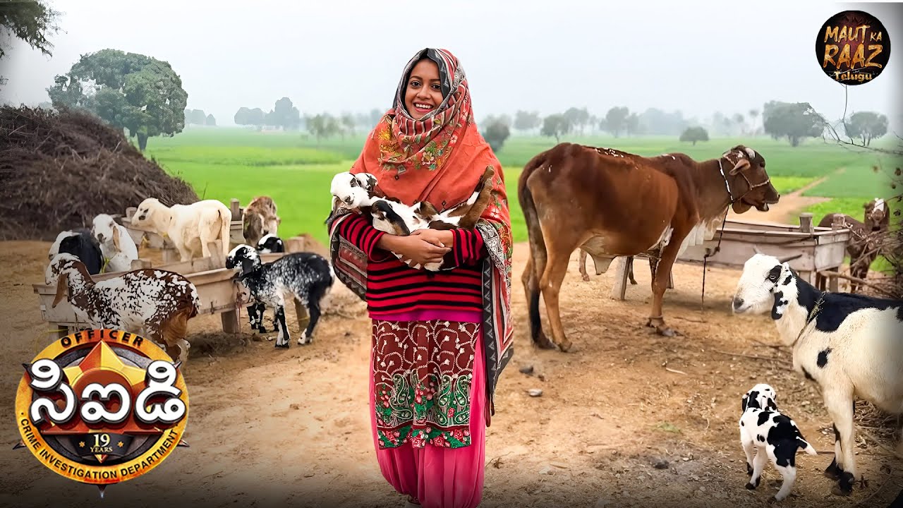 శ్రేయ మారువేషంలో హంతకుడి గ్రామానికి వెళుతుంది - ఆమెకు ఏదైనా క్లూ దొరుకుతుందా? | CID Telugu | New EP