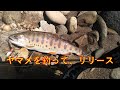 ヤマメを釣って、リリース【渓流釣り】