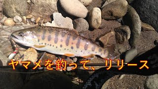 ヤマメを釣って、リリース【渓流釣り】