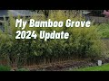 Maintaining My Clumping Bamboo Grove Spring 2024 Update