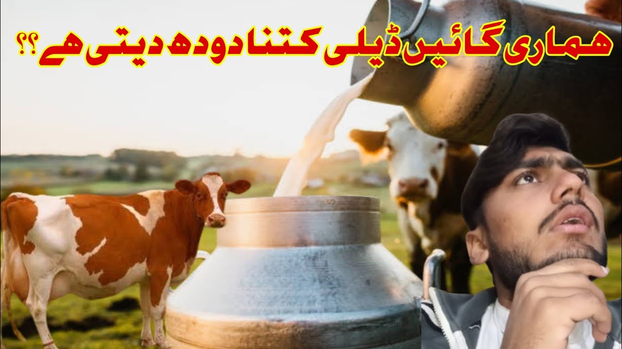 hamare cow 🐄 Kitna dudh deti hai