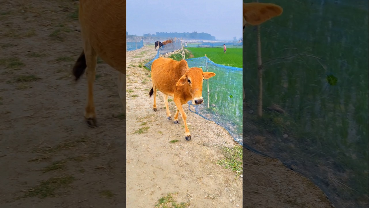 Cow’s Royal Walk