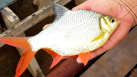 VÔ MÁNH, RA BÈ CÂU TOÀN CÁ NGON, CON CÁ HE TRÀ BÁ LUÔN // FISHING