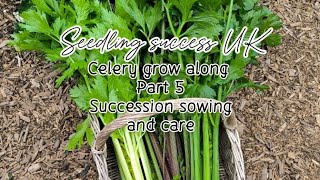 How To Grow Big Juicy Celery In The Uk  Succession Sowing And Plant Care