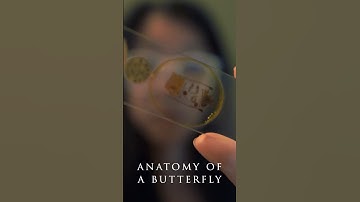 Anatomy of a Butterfly #microscope #shorts
