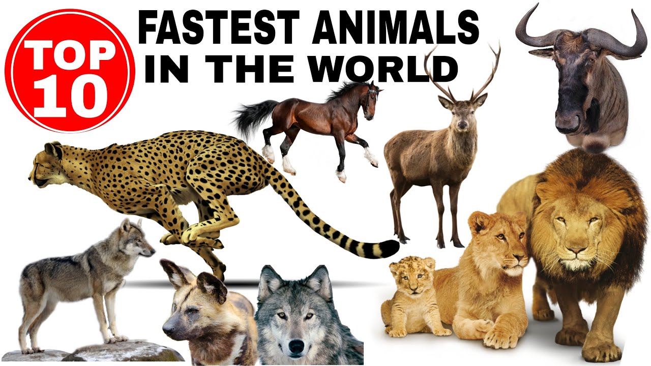 Top 10 Fastest Running Animal In The World 2021 Fastest Runner run Top 10 Fastest Running Animal In The World 2021 Fastest Runner run