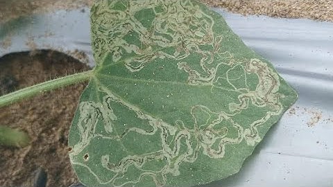 Thuốc trừ sâu vẽ bùa, dòi đục lá hại bầu bí dưa, hoa cúc, vạn thọ, cam quýt.. Vẽ Bùa TPC