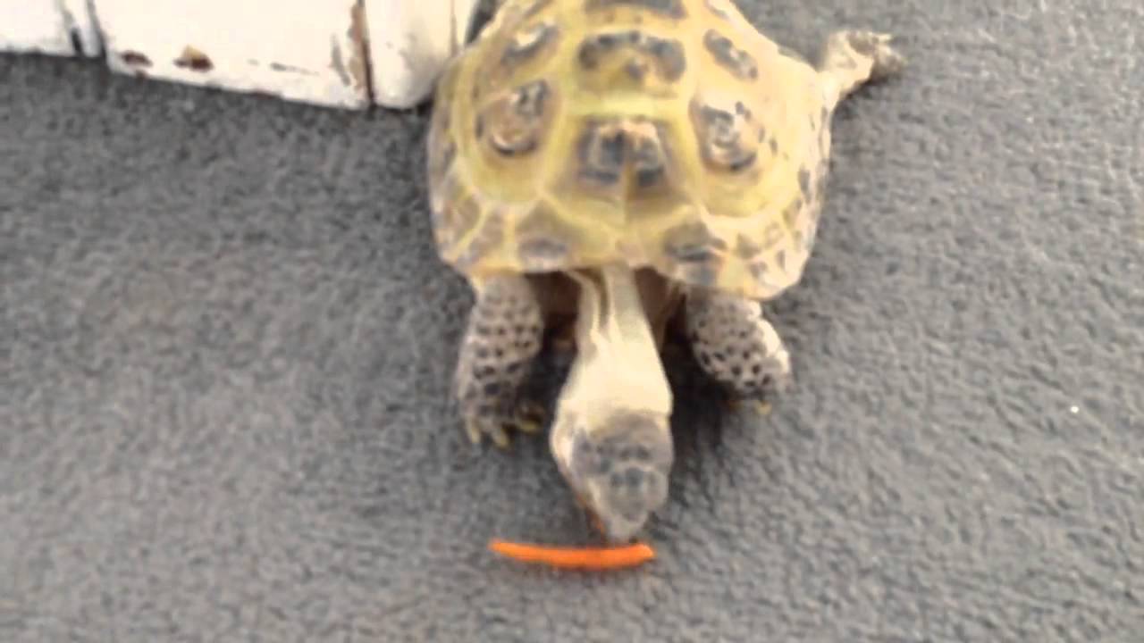 Tortoise peeing YouTube