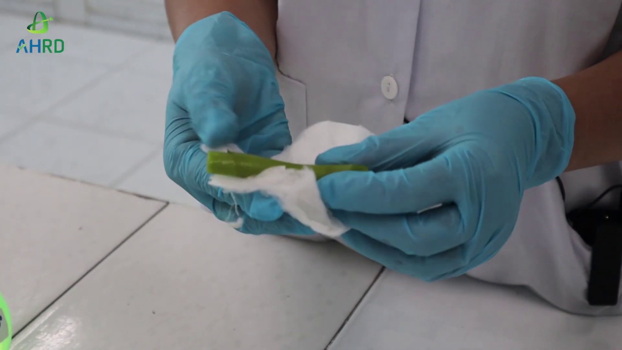 Quy trình nhân giống lan dendrobium nắng (ceasar red) bằng phương pháp nuôi cấy mô tế bào thực vật