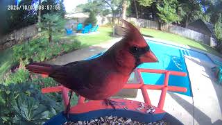 Moments Between Wings | Peaceful Bird Cam Ambience
