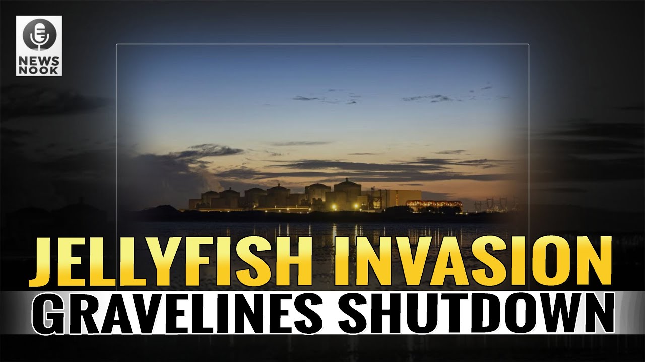 Jellyfish Swarm Shuts 5.4 GW French Nuclear Plant