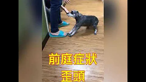 狗前庭症状/狗前庭症候群/狗歪头眼球震颤/兽医针灸/MLS四级雷射 - 天天要闻