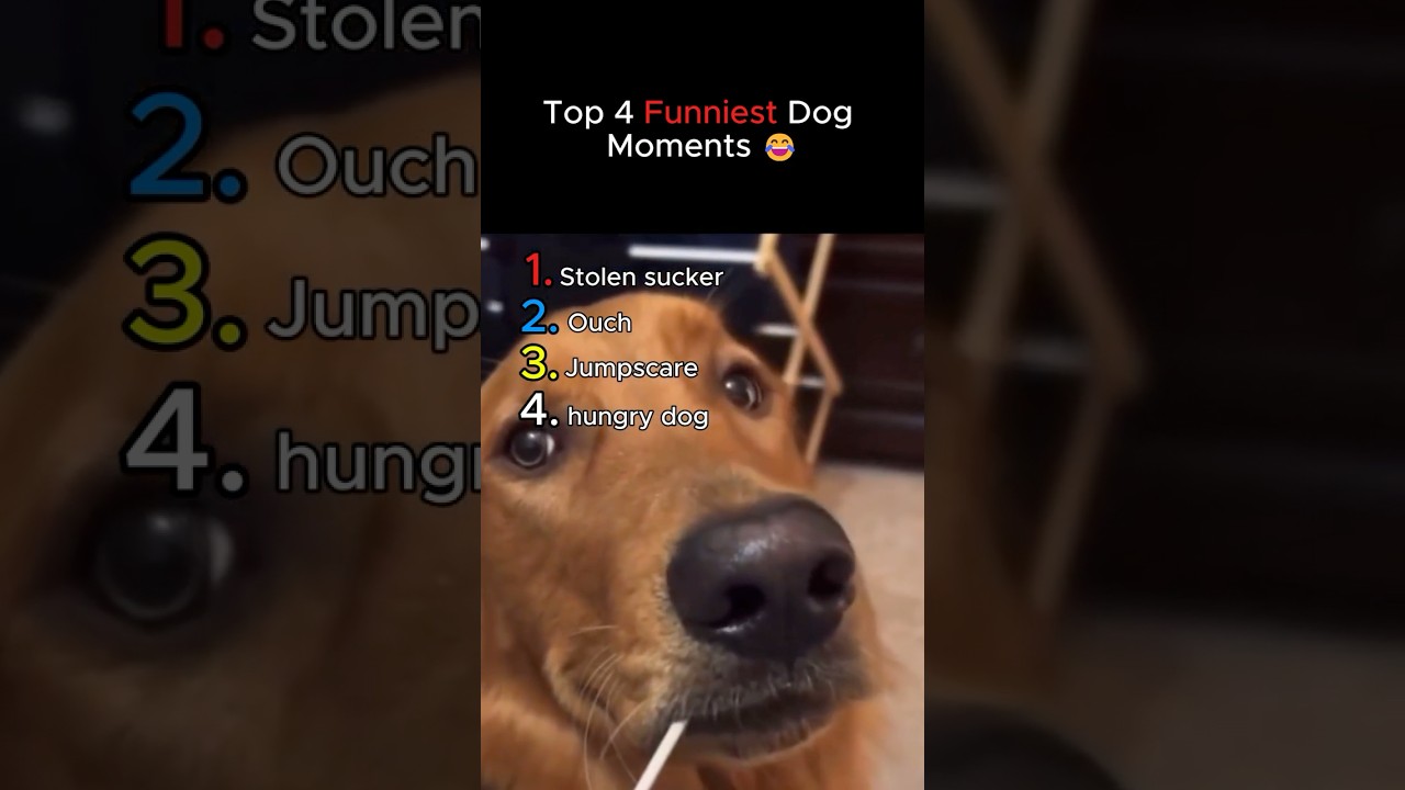 Ranking The Best Pet Moments