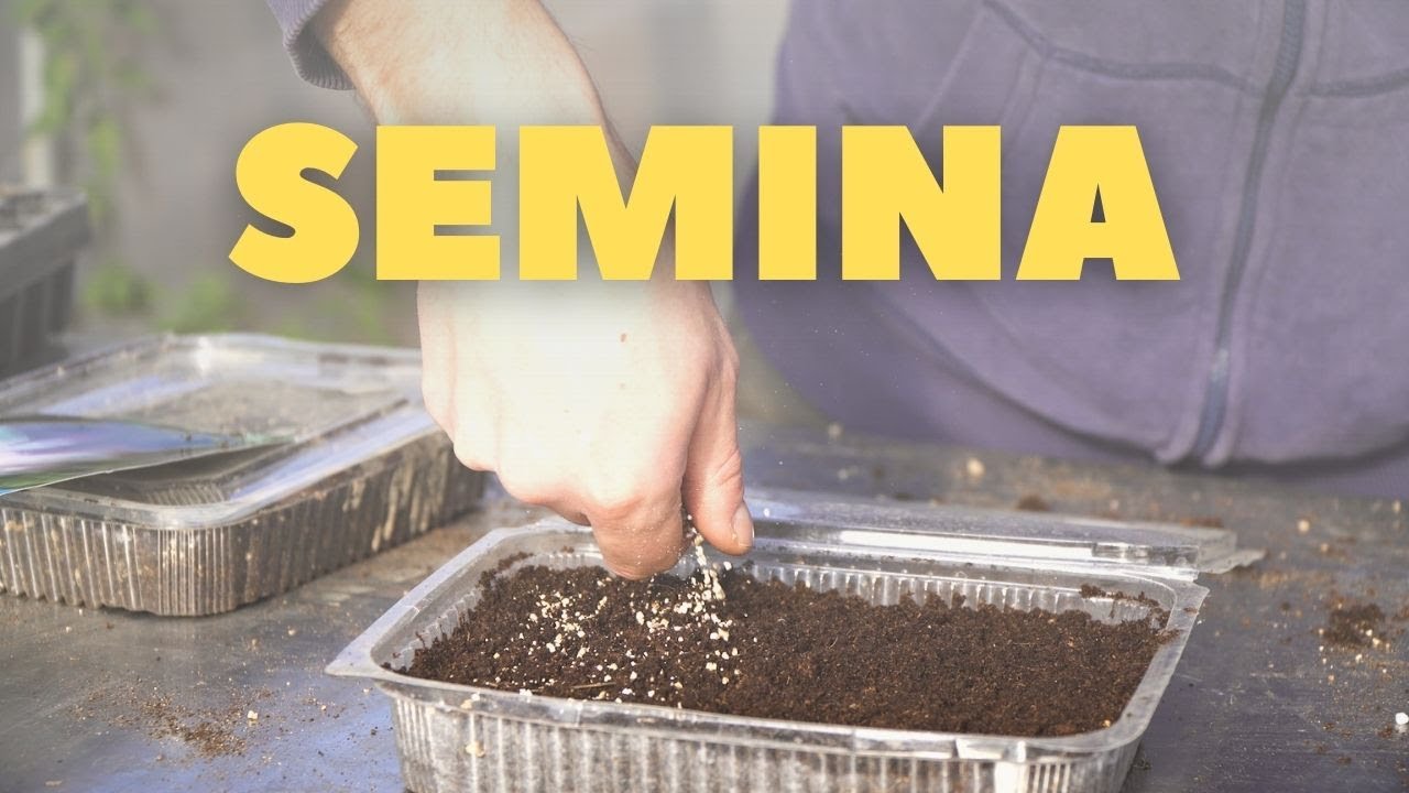 QUANDO SI SEMINANO  Pomodori, Peperoni e Melanzane ??