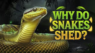 Why Do Snakes Shed Their Skin? The Science of Ecdysis