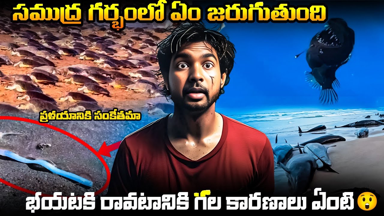 Why Deep-Sea Creatures Are Rising to the Surface - YouTube