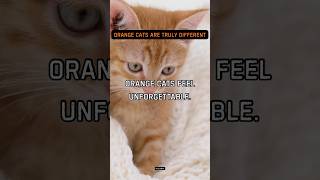 Orange cats feel unforgettable. Personality leaves lasting impressions.