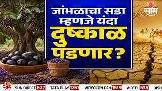 Special Report | जांभळाचा सडा म्हणजे यंदा दुष्काळ पडणार? | Viral Fact Check