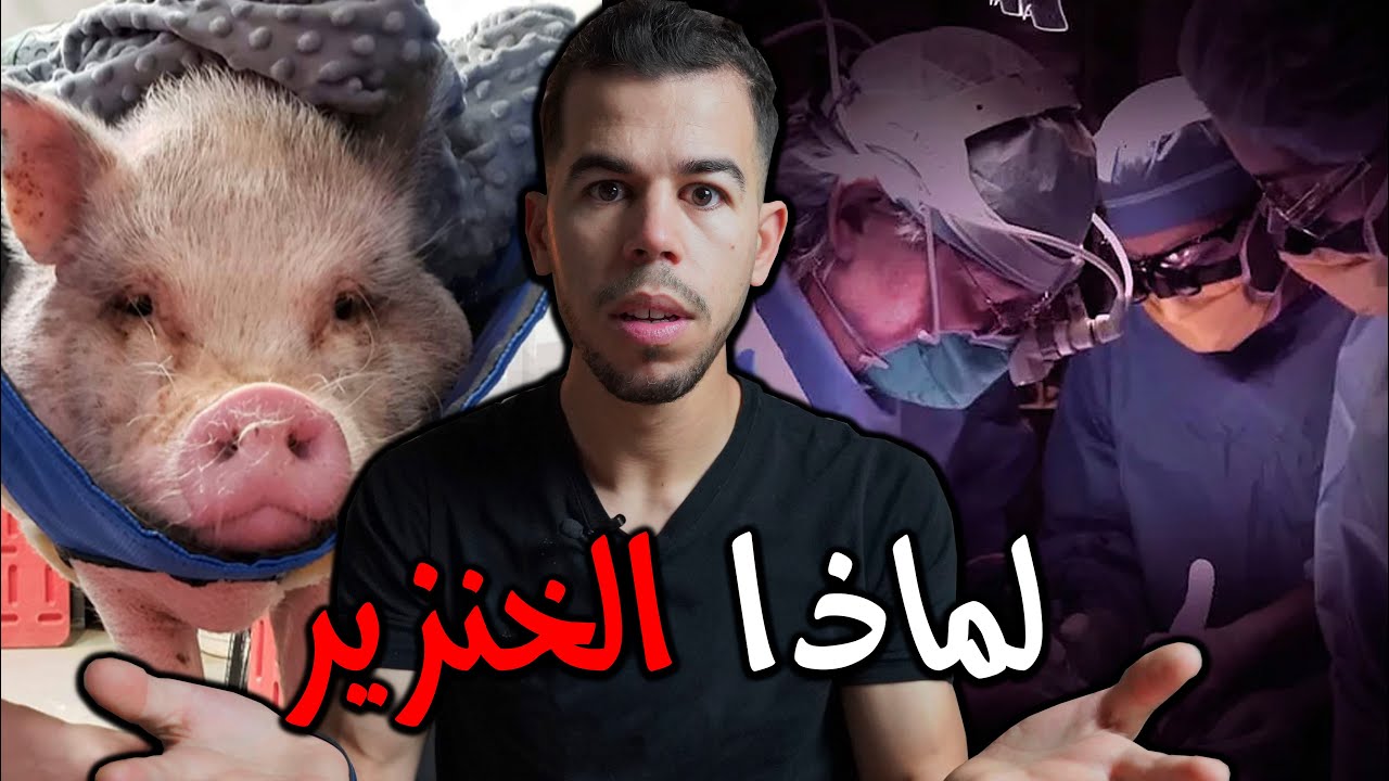 😳لماذا يزرع الاطباء أعضاء الخنزير في الانسان ؟