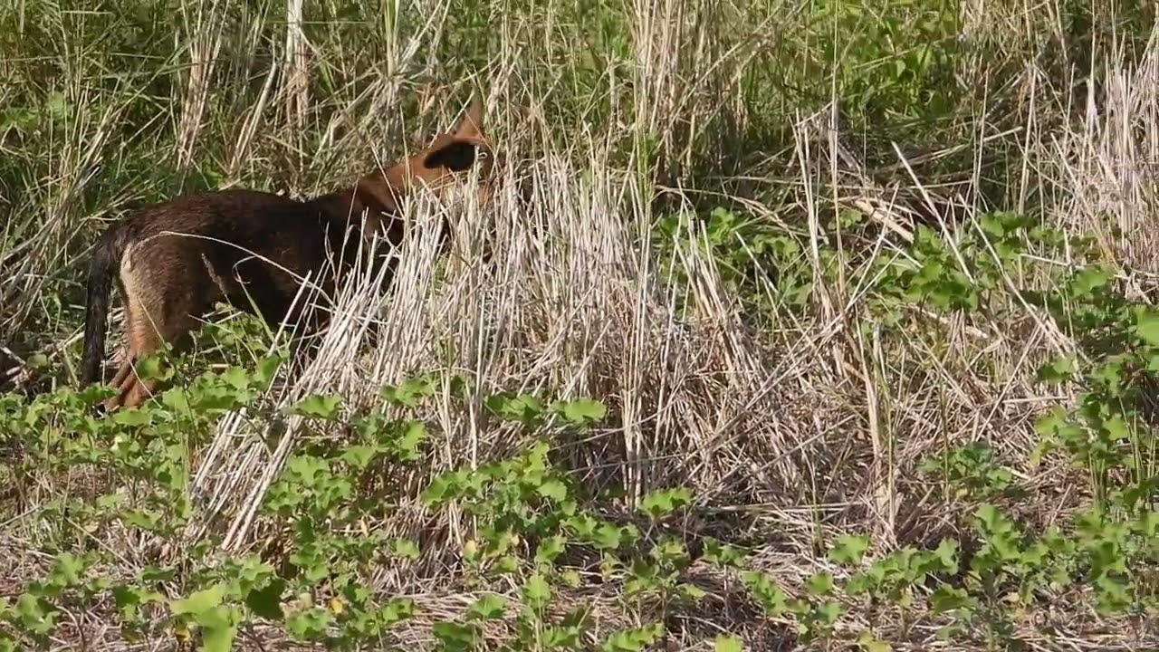 มองไปทั่ว บรรยากาศท้องทุ่งนาในชนบทภาคเหนือของไทย 