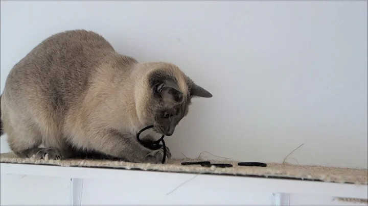 Watch the video about Yozora, the Blue Point Siamese Cat can't decide which toy she wants (to play fetch)