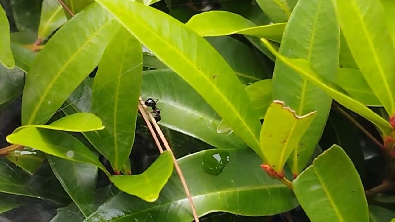 Black Ant Species: Taxonomy, Behavior, and Ecological Roles