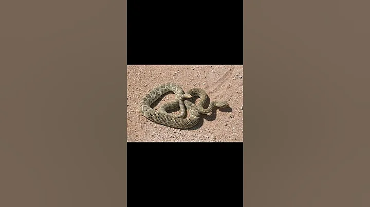 Mojave Green Rattlesnake and Timber Rattlesnake