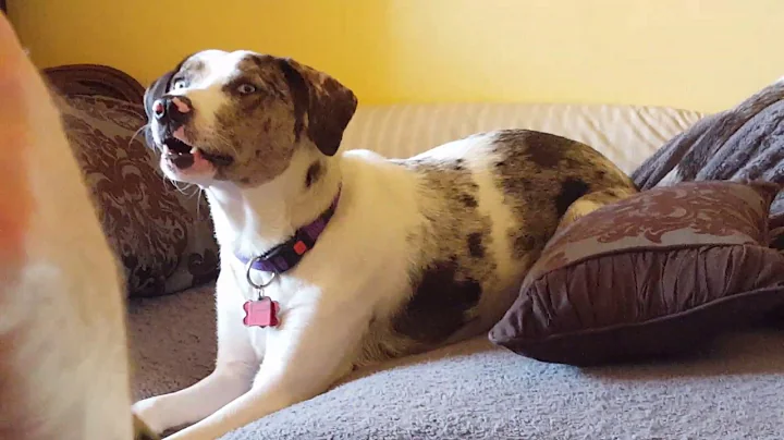 Catahoula talking