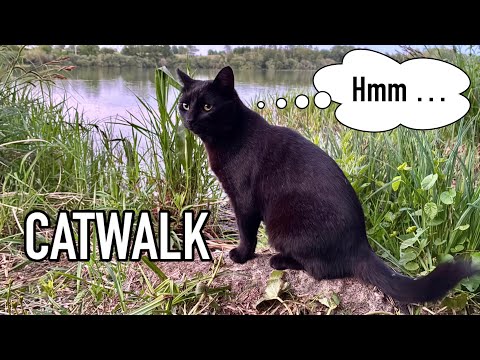 A black cat and a human walk down to the lake, but then …