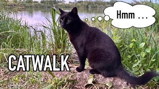 A black cat and a human walk down to the lake, but then …