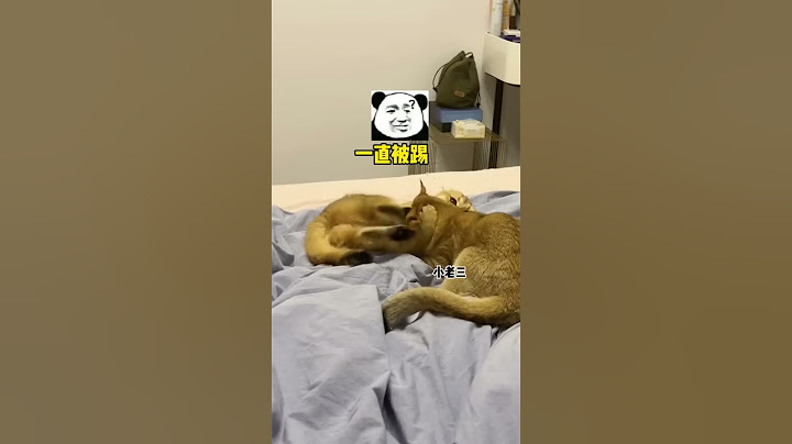 【牛奶是只猫】看到最后小老三应该是后悔了吧哈哈哈哈哈哈哈