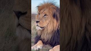Valentino's deep, warning growl roll across the veld...👑🐯 #lion #lionlove #animals #wildlife #viral