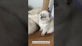 Canımı Al Sütümü Alma