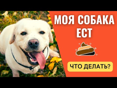 🐕📝🐾 Собака ест экскременты: почему и что делать?