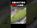 やらないと損です。10kgカンパチをまるごとわさび熟成 #Shorts