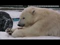 Белая медведица Пурга...(Волоколамск)..Blizzard polar bear..(Volokolamsk)..