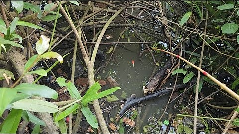 Tập 49 :  câu cá rô  đồng mùa nước lũ   mồi kiến vàng sẽ như thế nào