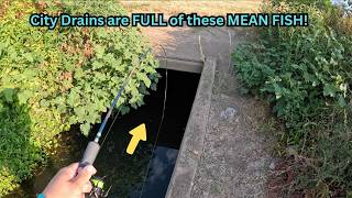 A VERY cool fish lives in these CITY DRAINS! Cast in them and HANG ON!