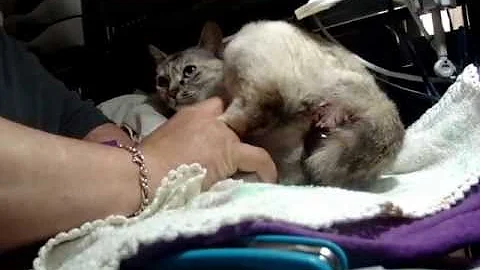 Pode pegar filhote de gato na mão?