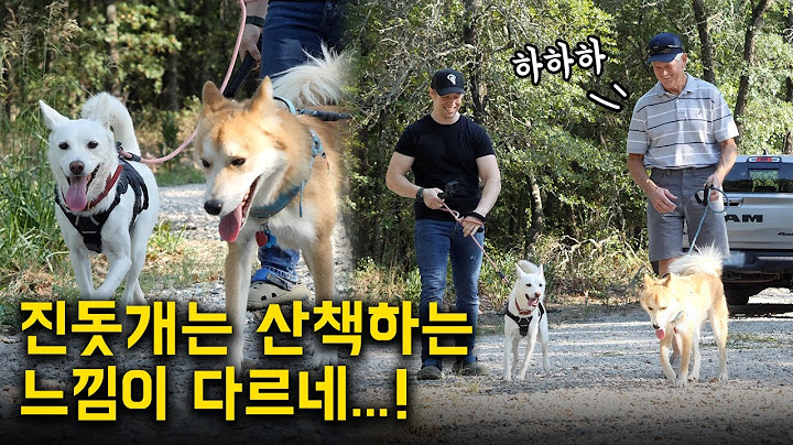 처음으로 진돗개의 목줄을 잡고 산책해보더니 깜짝 놀란 미국 할아버지