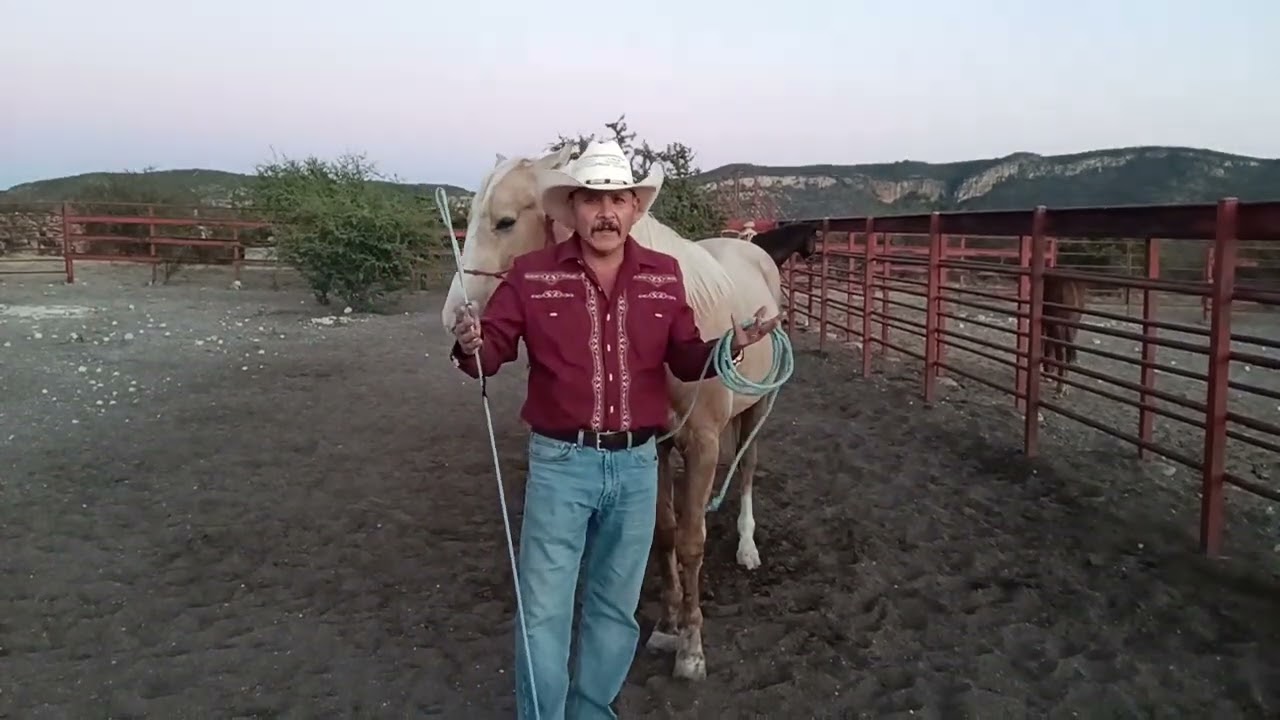 Enseñar a tu potro a dar lados: nuestra posición