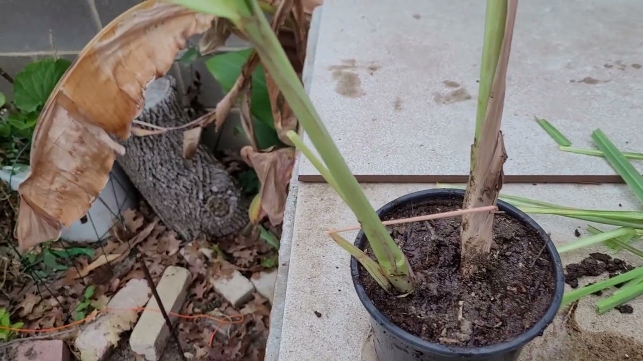 siembra y cosecha de zacate limón y un rico Té