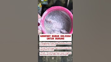 banyak sekali manfaat bubuk kalsium #burung #mangkicauoffecial #kicaumania #burungkicaudialamliar