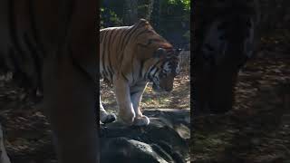 Bronevik is not a pumpkin enthusiast   #wildlife #zoolife #animals