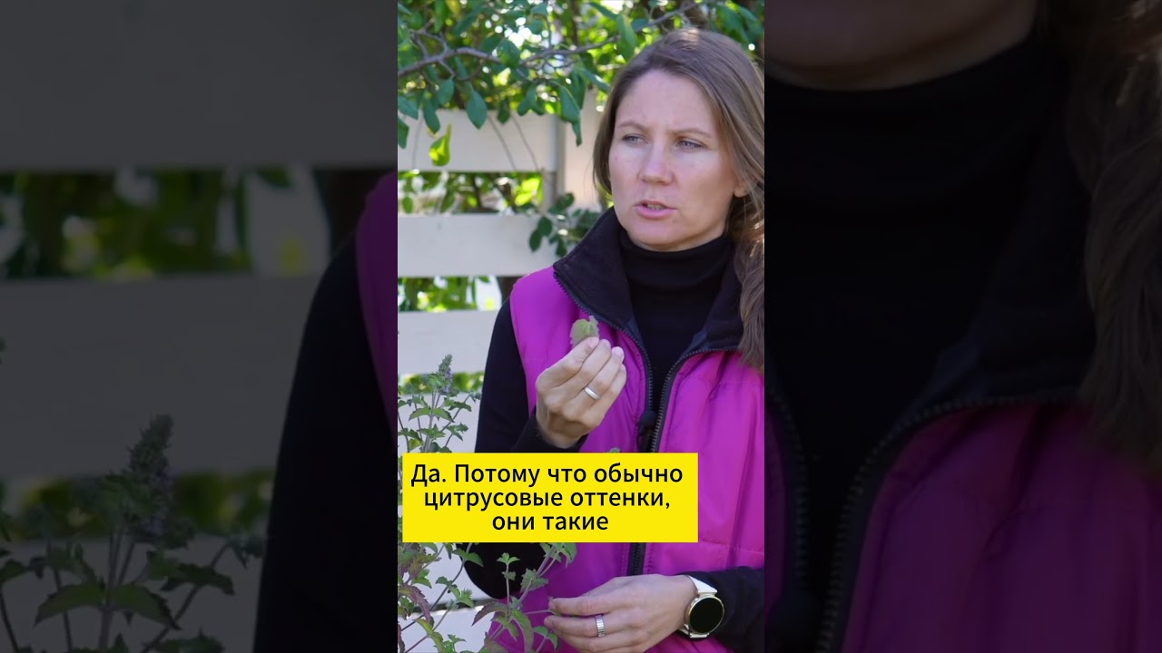 МЯТА Грейпфрут 