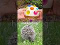 Learn Animal Names for Kids at the Stream: Antelope Alpaca Cat Hedgehog Panda