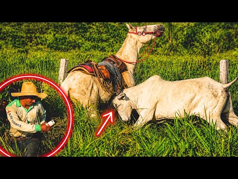MAD COW ATTACKED THE HORSE 😱 THE COWBOY RAN AWAY‼️