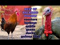Best of backyard poultry fancy chicken breeds roosters turkeys guinea fowl quails ducks geese