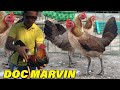 Doc marvin master breeder in philippines beautiful big farm 